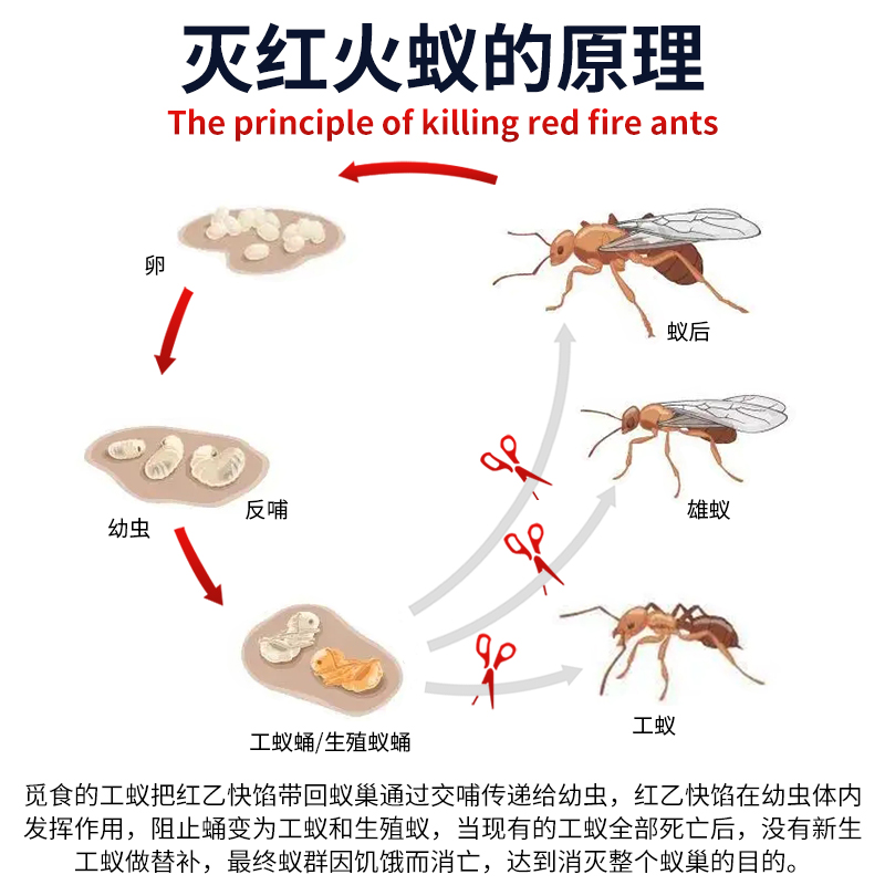 红乙快馅